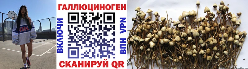 это клад  Тында  Псилоцибиновые грибы Cubensis  цена наркотик 